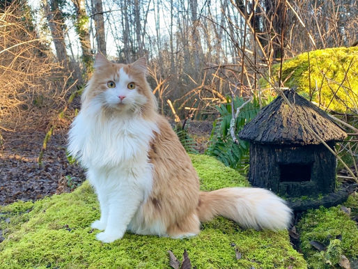 The Witches Familiar