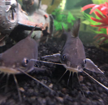 SeeBubbles Virtual Aquarium  Кряк With Key Скачать бесплатно [April-2022]