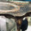 Thumbnail: Antique Italian papier-mâché tray