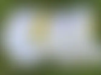 흰 양말의 찌든 얼룩 제거법