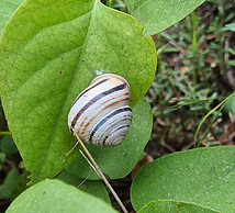 Schnecke, Schneckenhaus