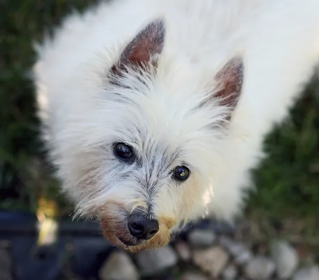 integrative veterinary