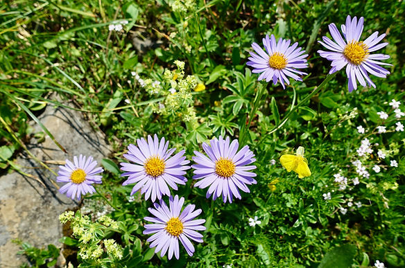 Lila Blumen im Gras