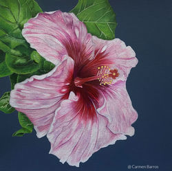 Hawaiian Hibiscus