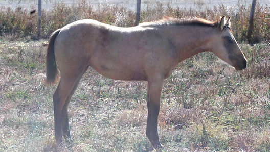 Lola 102025_edited.jpg