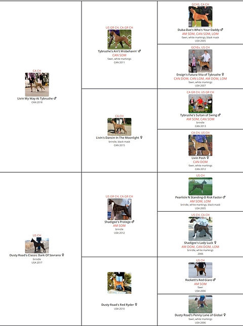 Sinatra-Trixie pedigree 1.jpg