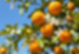 Beautiful orange tree with fruit and fresh blossoms against a blue sky_edited.jpg
