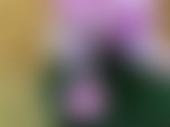 シクラメンの香り?!