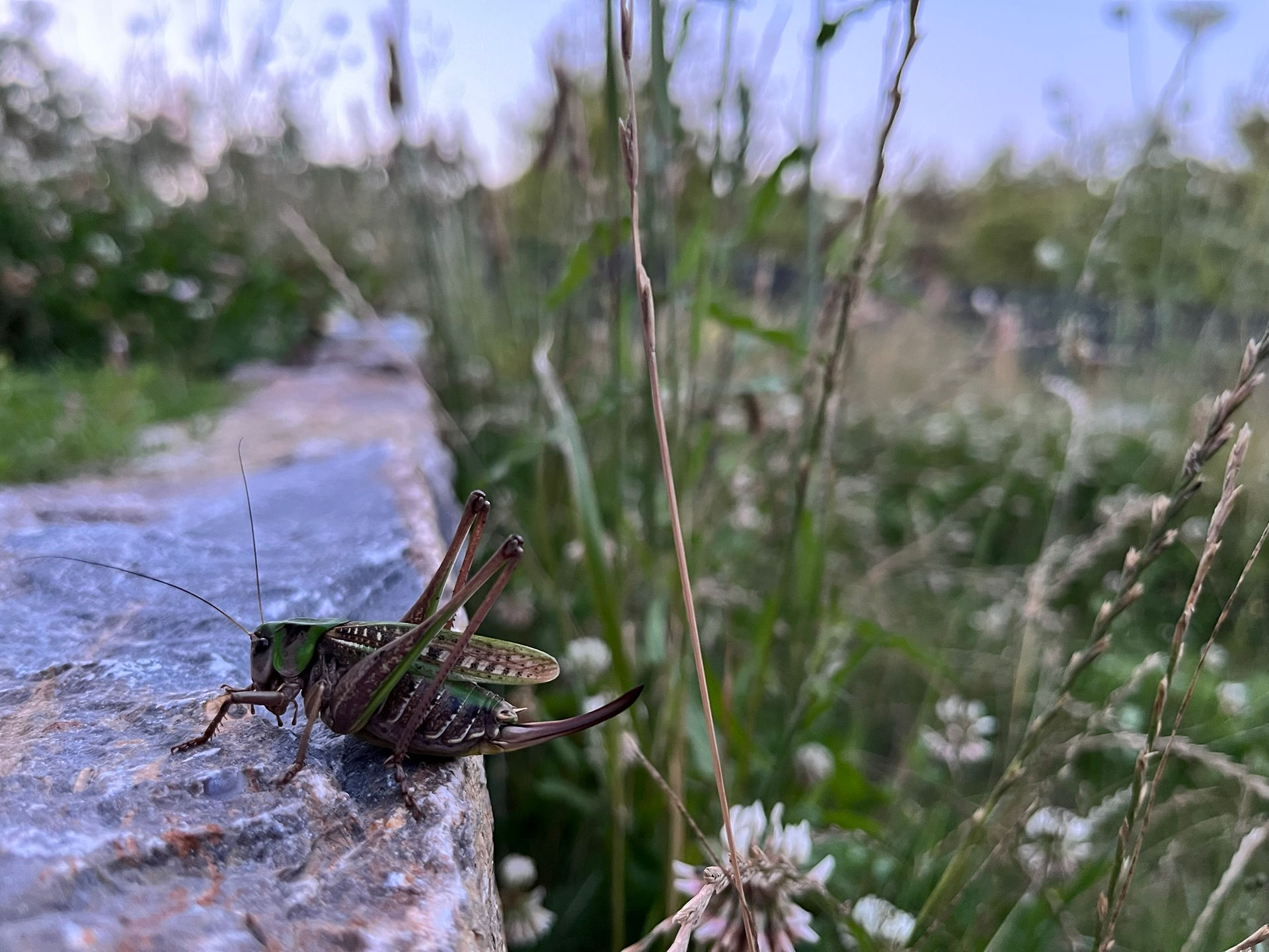Warzenbeißer auf Natursteinmauer