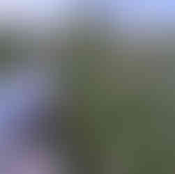 Warzenbeißer auf Natursteinmauer