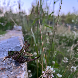 Warzenbeißer auf Natursteinmauer