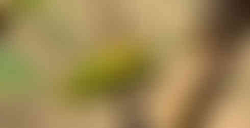 Raupe eines Segelfalters auf einem Ast