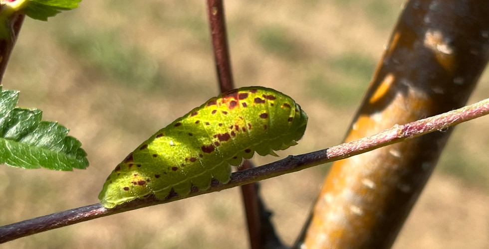 Raupe eines Segelfalters auf einem Ast