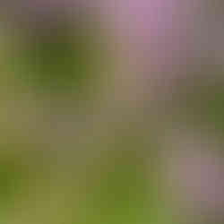 Sumpfschwebfliege auf Sand-Thymian