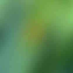 Verkannter Enak auf Rainfarn