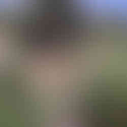 Ausschnitt eines naturnahen Gartens mit vielen Wildpflanzen