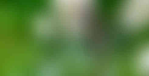 Zweigestreifte Quelljungfer (Libelle) an gewöhnlichem Liguster