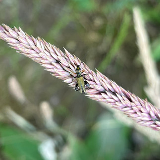 Gelbbeiniger Scheinbockkäfer auf Grashalm