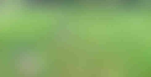 Blüten von Spitzwegerich