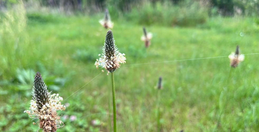 Blüten von Spitzwegerich
