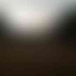 Wiese vor Wald im Abendlicht