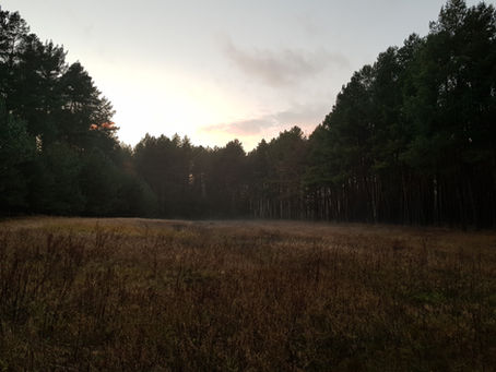 Eine Wiese im Wald im Abendlicht