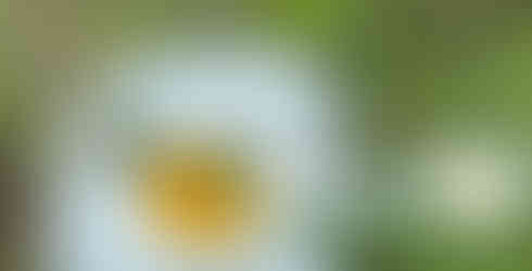 Zwei Käfer auf Wiesen-Margeriten-Blüte