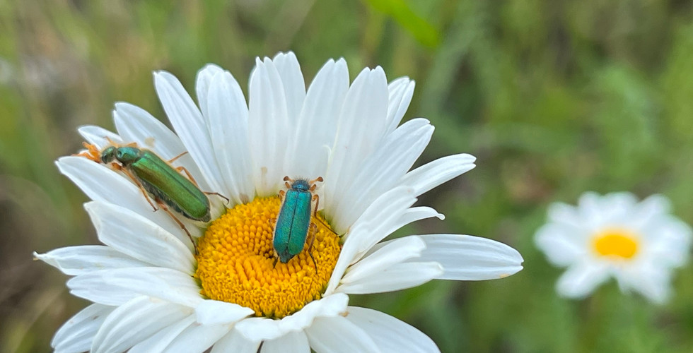 Zwei Käfer auf Wiesen-Margeriten-Blüte