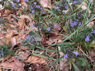 Kleine blau‑violette Blüten wachsen zwischen braunen, trockenen Blättern und grünem Gras am Boden.