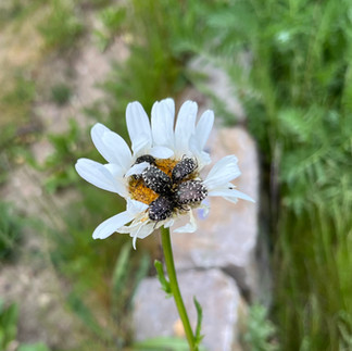 Trauer-Rosenkäfer auf Wiesen-Margerite