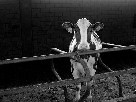 Eine junge Kuh steht hinter einem Metallgitter und blickt in die Kamera.