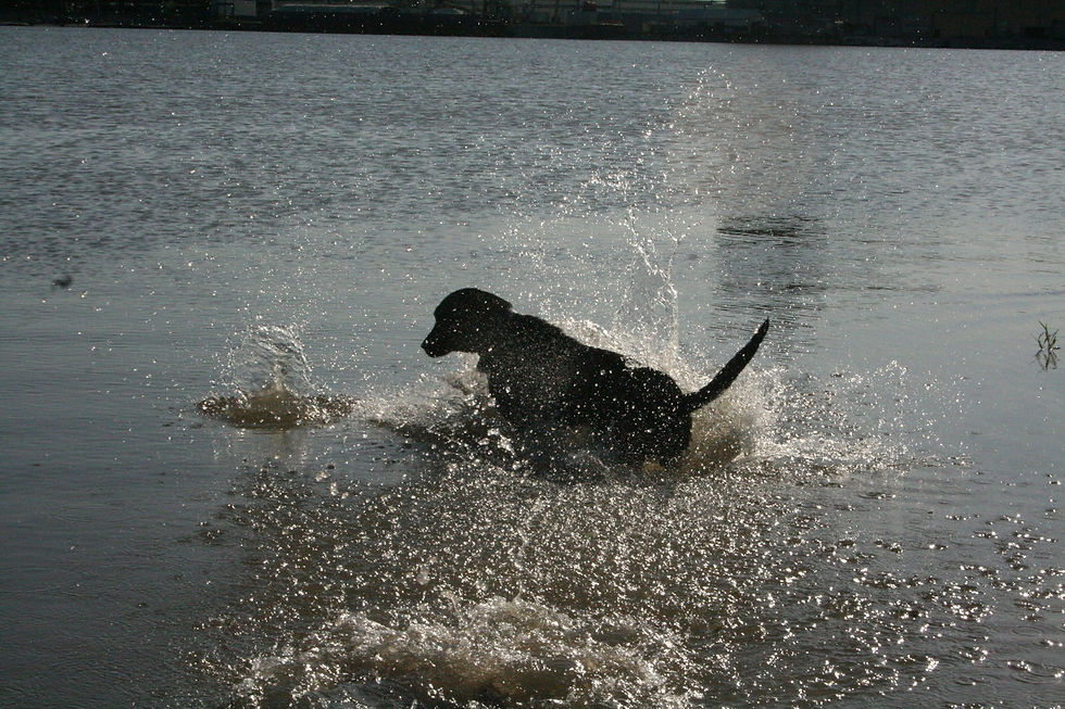 Dog vs. Water