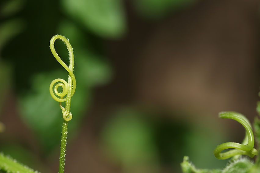 Treble clef musical note in nature .jpg