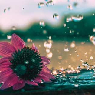 Water, Weed, and Maintain Your Relationships