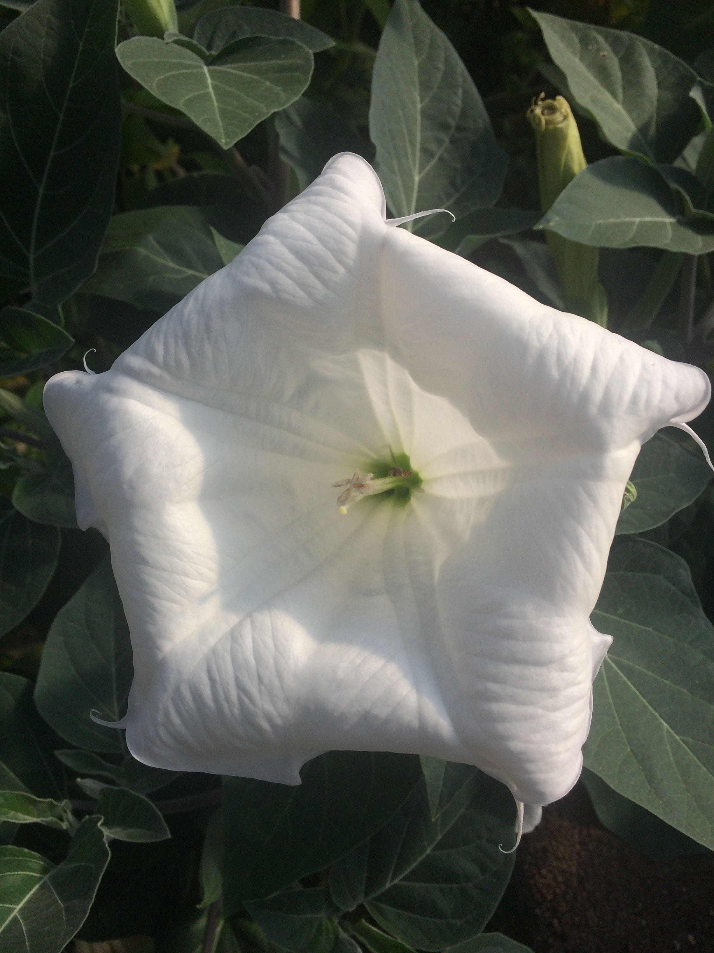 Datura