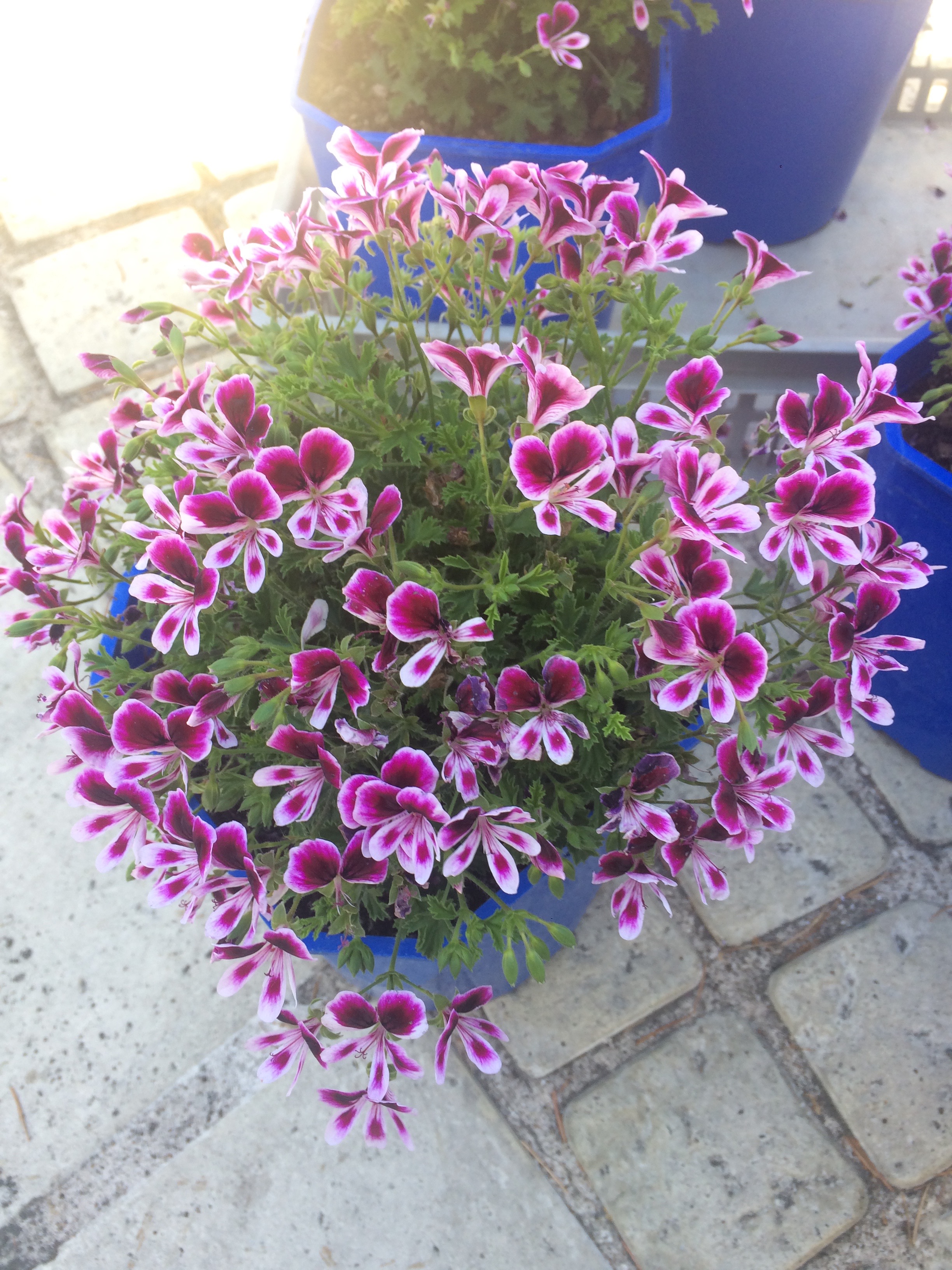 Geranium Citronelle
