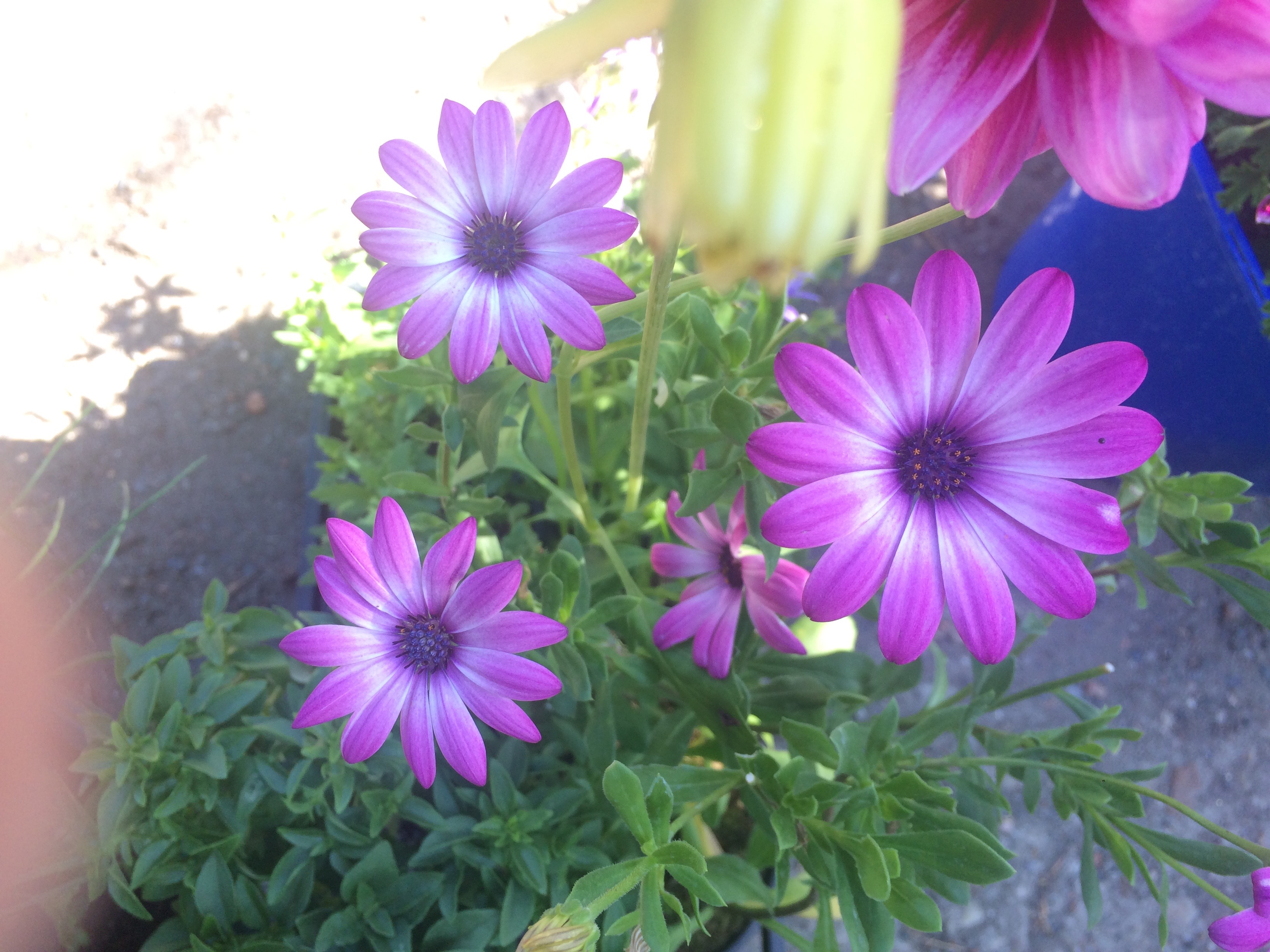 Osteospermum