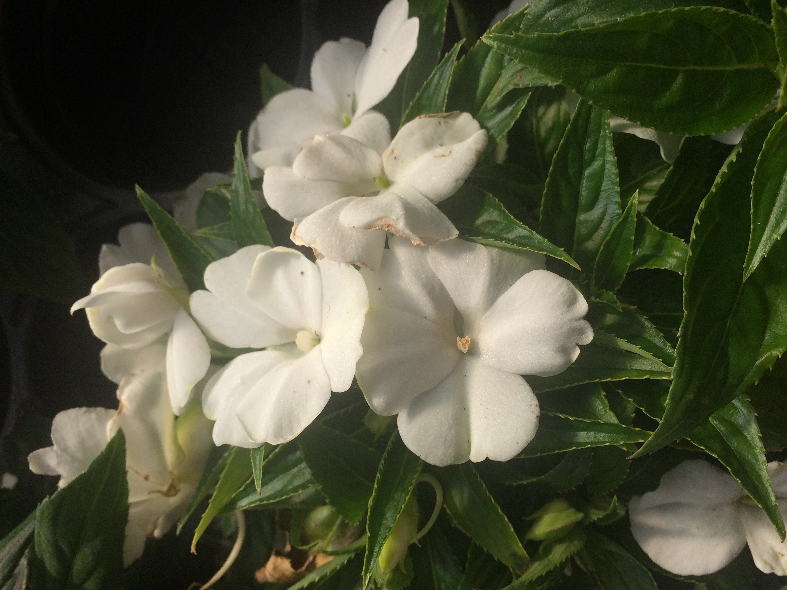 Impatiens de Nouvelle Guinée