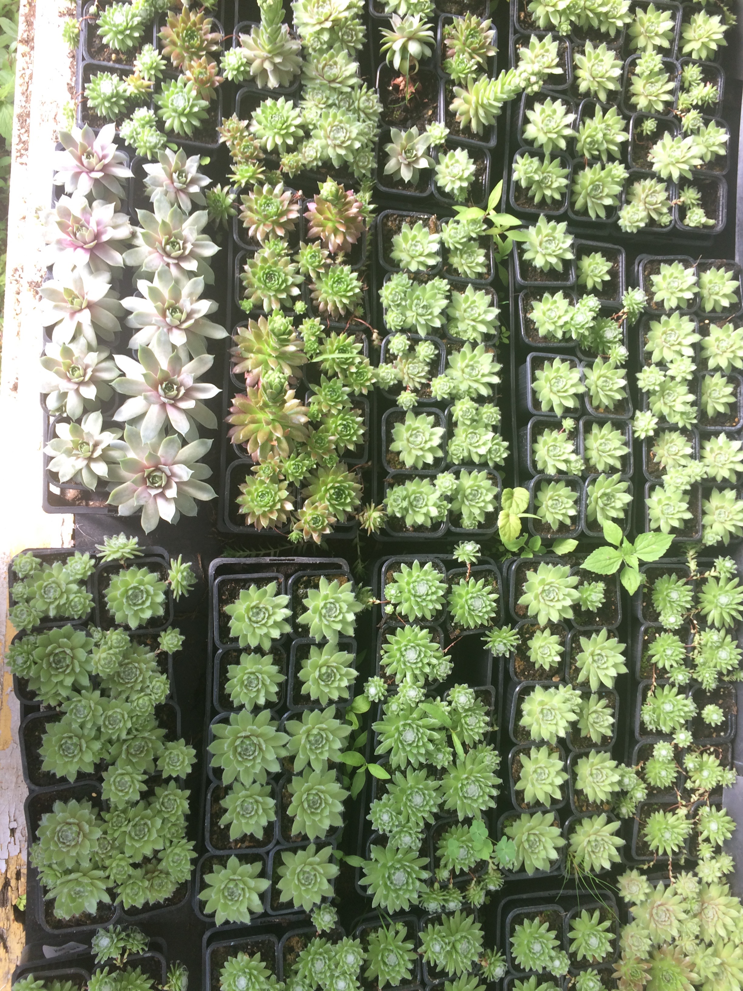 Sempervivum