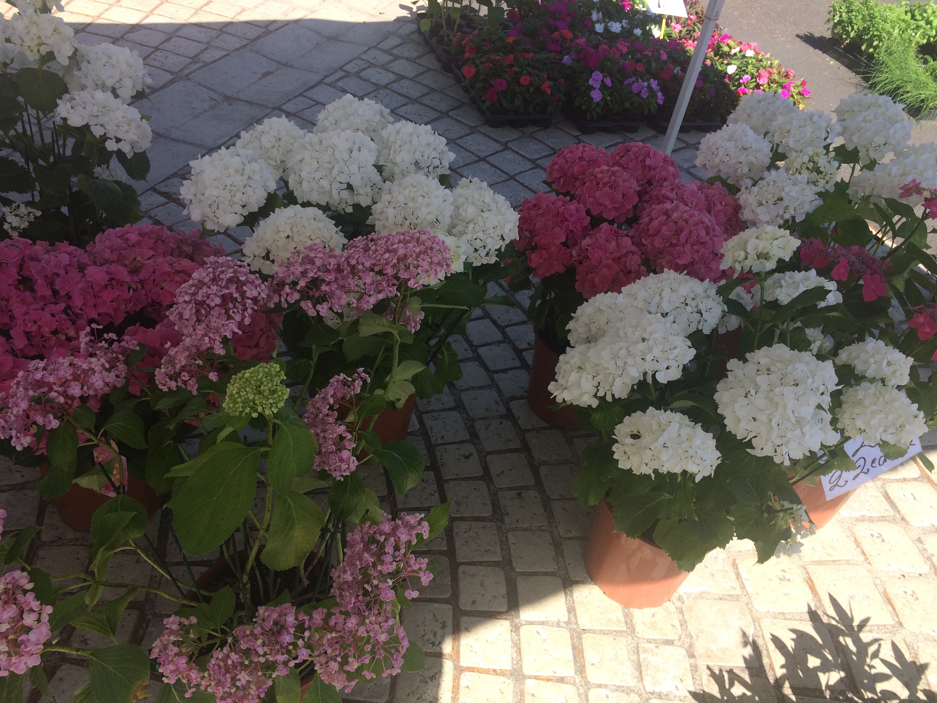 Hortensia