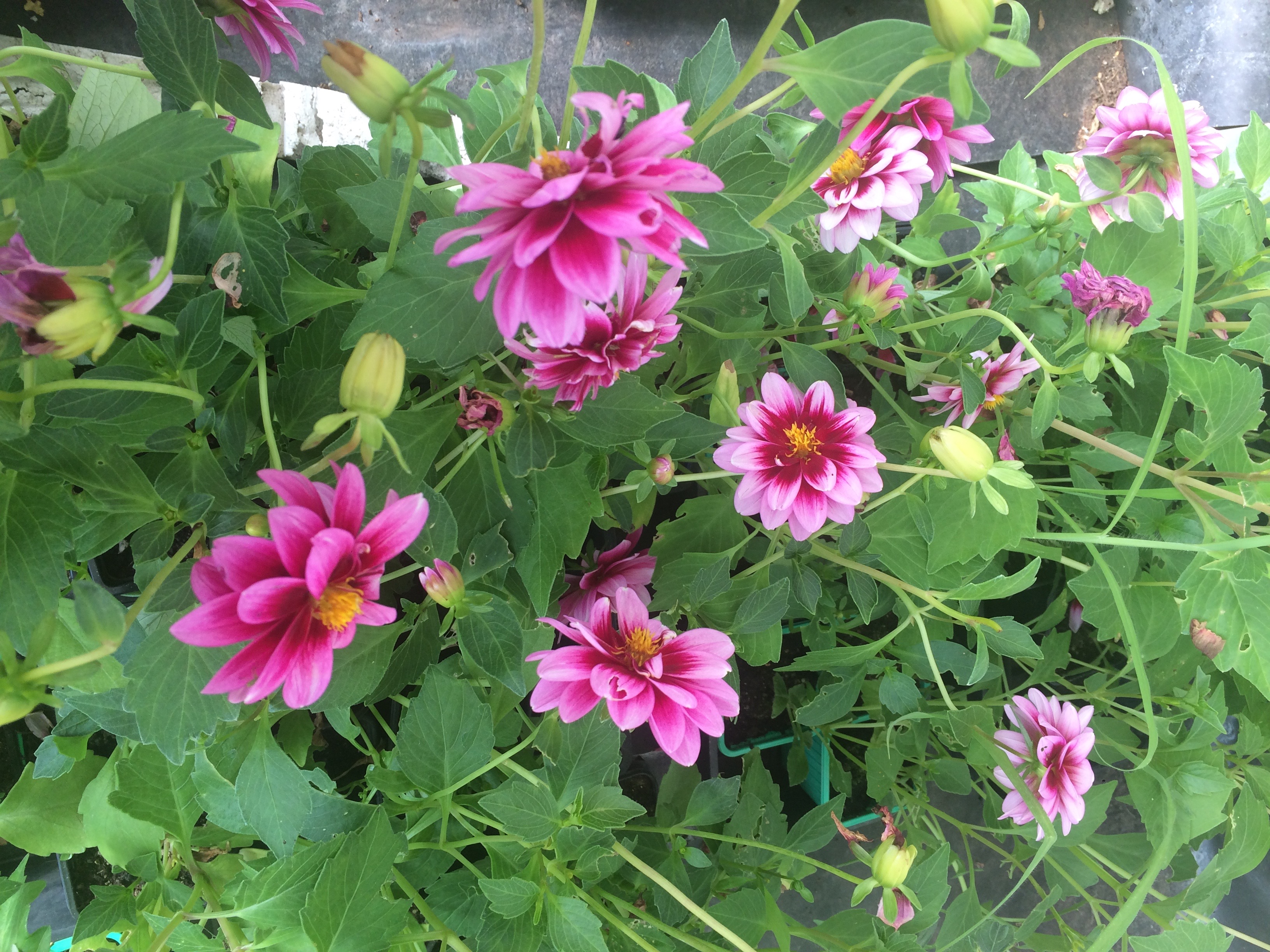 Dahlia