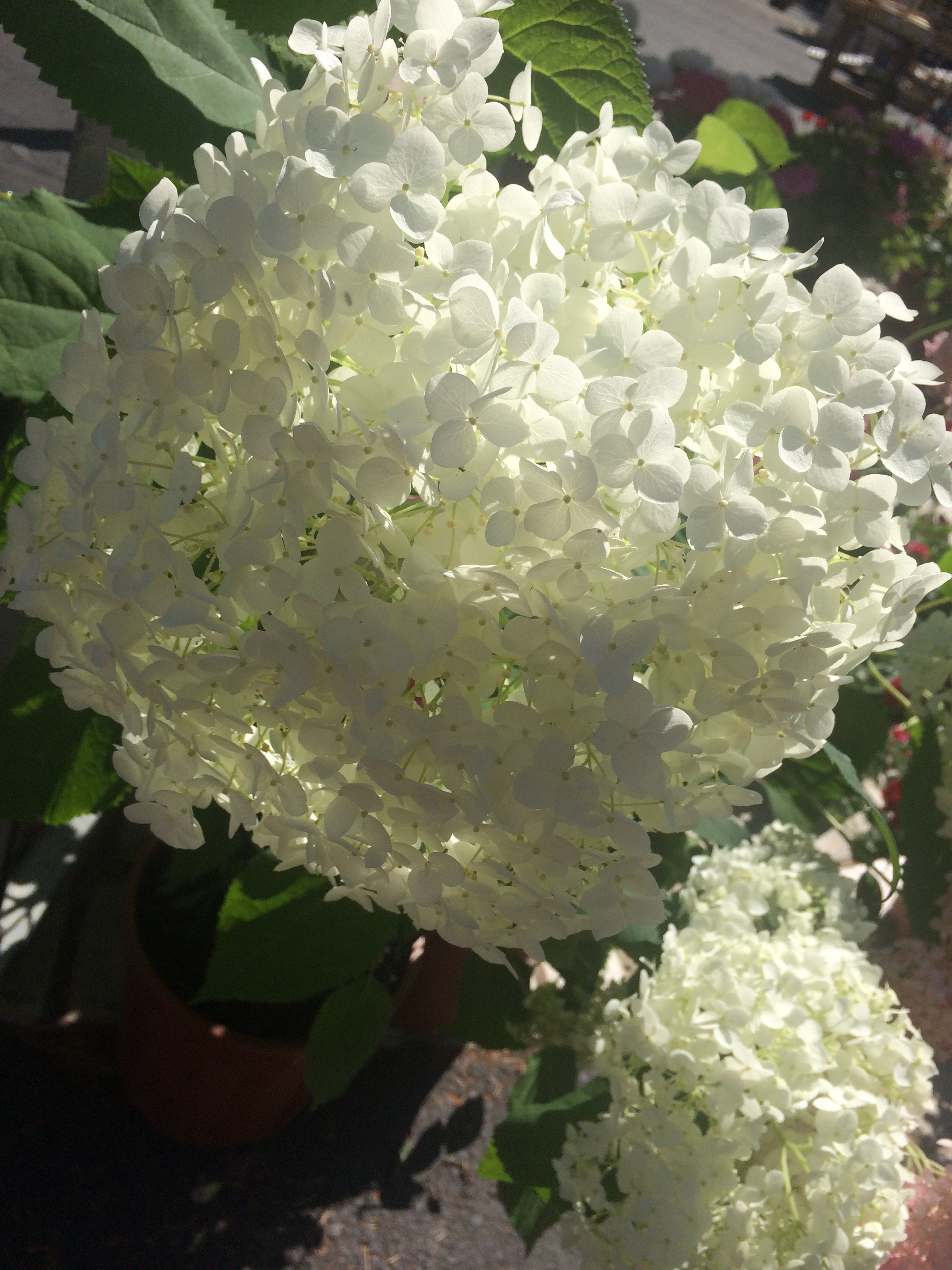 Hortensia