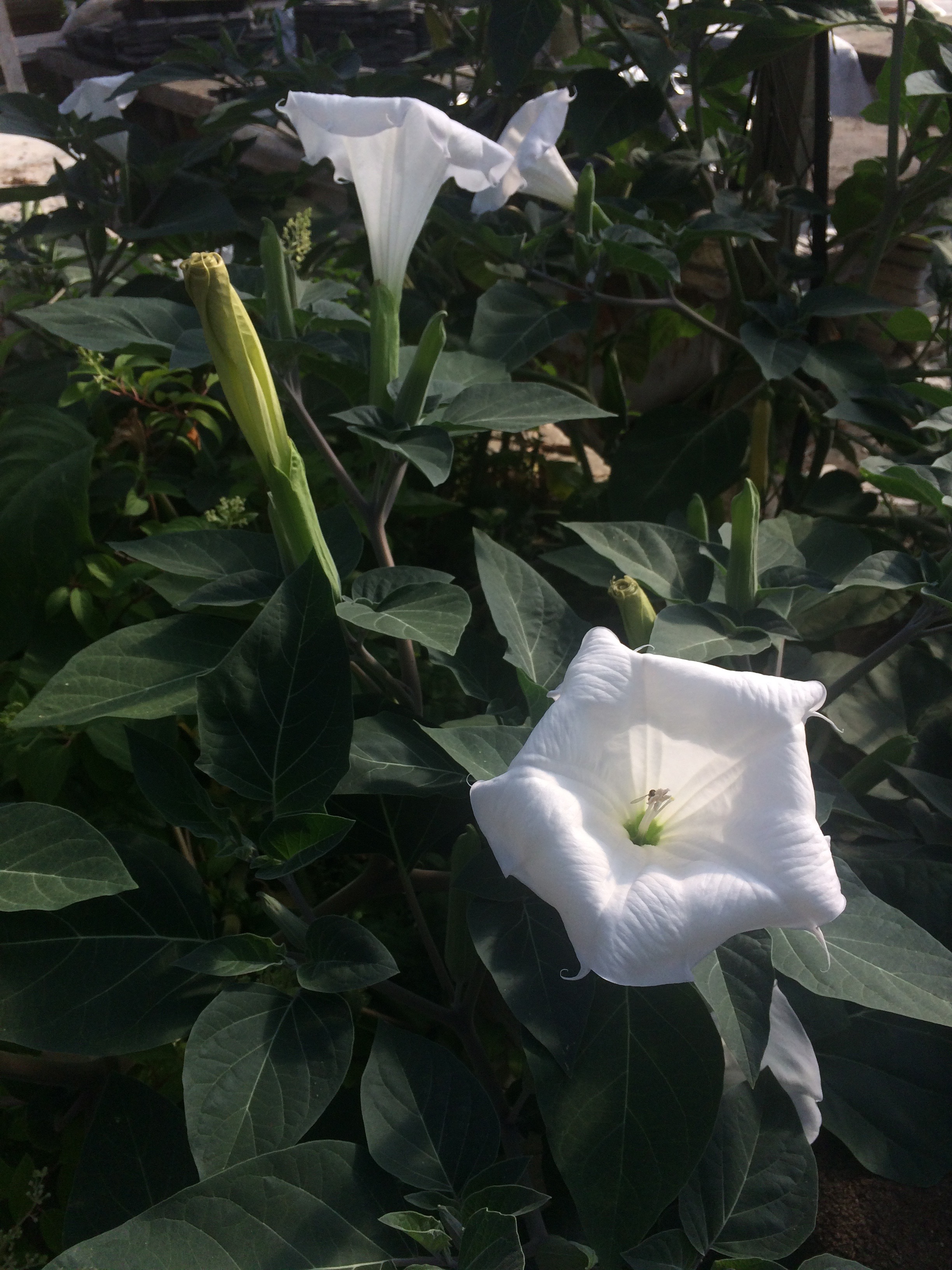 Datura