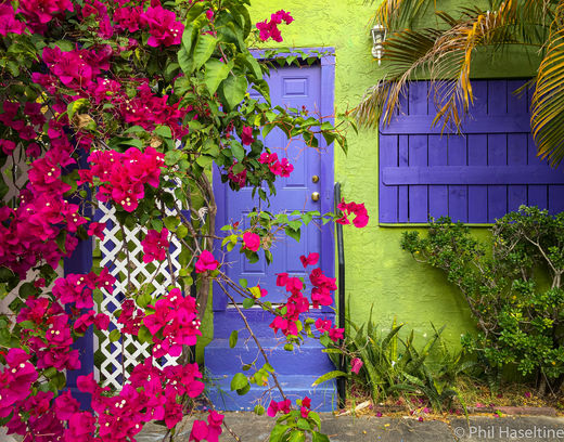 Bougainvillea and Door.jpg
