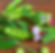 pois et fleurs_edited.jpg