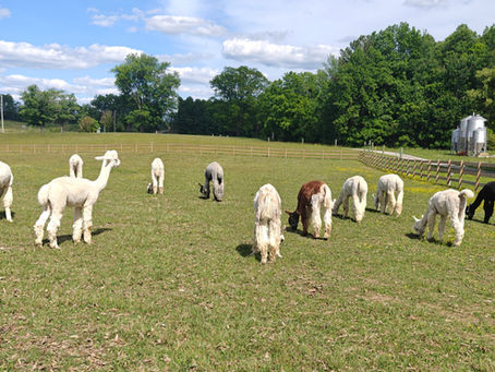 alpacas in field