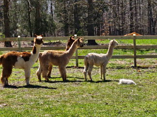 alpacas on grass