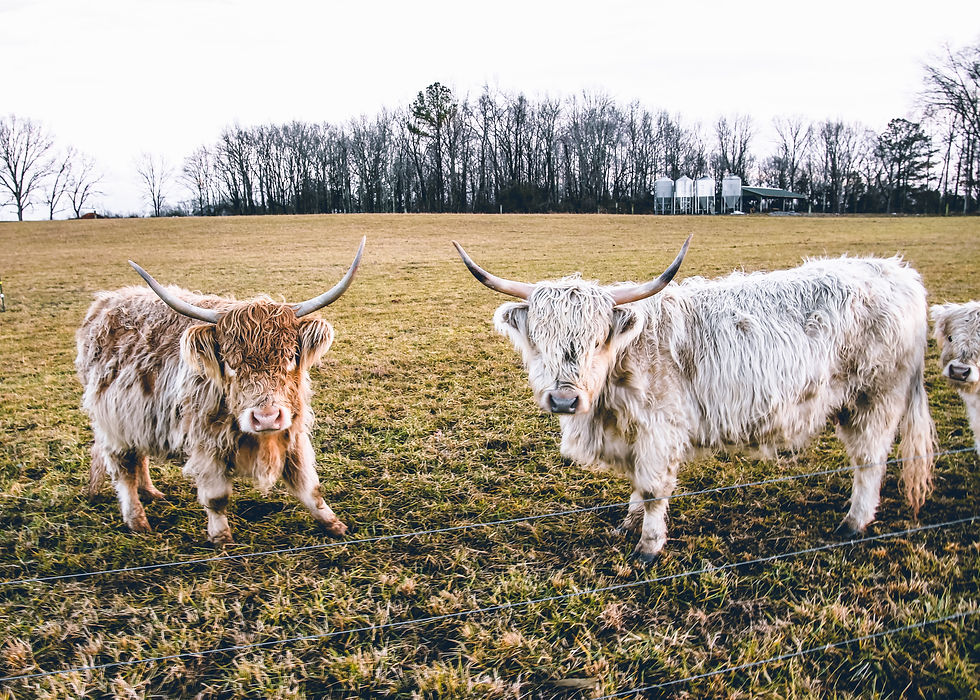 highland cows on grass