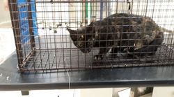 cat23
