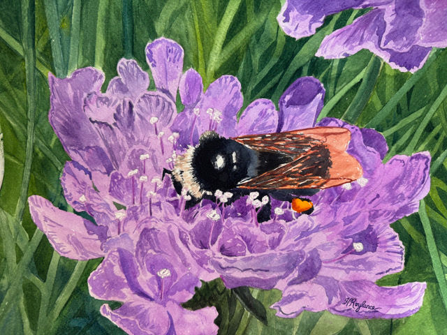 PincushionflowerWatercolor